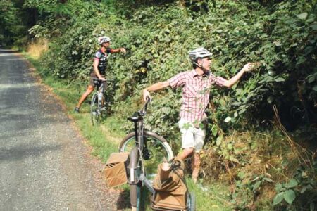 Himalayan Blackberries: Wicked Brambles Image